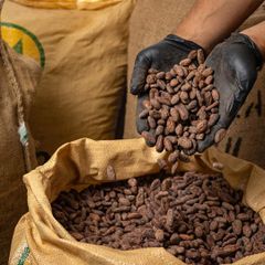 Premium Cocoa Beans Export Grade | Whole Beans | 25kg and 50kg Bags | Bulk Supply – product photo 3, product detail gallery