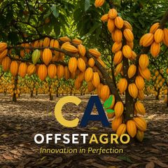 COCOA BEANS – product photo 5, product detail gallery