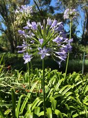 Agapanthus praecox - Image 1