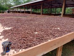 Premium Cocoa Beans – Kisangani Region (Tshopo Province) – product photo 2, product detail gallery