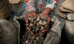 Raw Cashew Kernels for Retail Packaging Food Manufacturing and Businesses Seeking Competitive Nut Prices - Image 2
