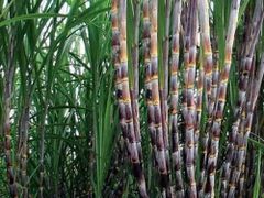 Vietnam Fresh Sugarcane Frozen for Exporting - Image 1
