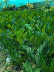 Sago palm lush green plants available  🇵🇰 almost 10000plants available – product photo 5, product detail gallery