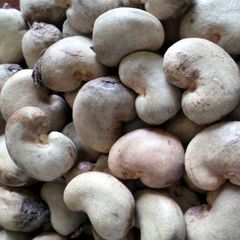 Mozambique – Raw Cashew Nuts (New Crop) - Image 1