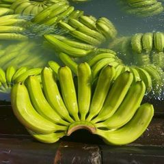 Reliable Green Cavendish Banana Fresh Produce With Consistent Quality Natural Flavor Firm Texture And Competitive – product photo 3, product detail gallery