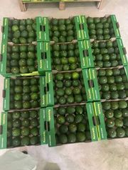 AVOCADO Fresh Premium Hass Avocado Organic and Healthy - Image 1