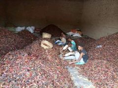 Freshdi Premium Ethiopian Dried Red Hot Chili Pepper - Authentic Whole Capsicum Spices - Image 5