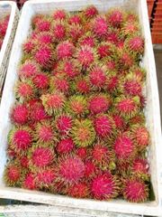 Rambutan (Ngor) - Image 1