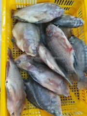 PREMIUM BLACK TILAPIA WHOLE ROUND: SATISFY GLOBAL SEAFOOD DEMAND - Image 5