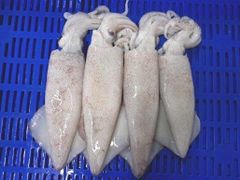 Frozen Squid — Whole Round – product photo 1, product detail gallery