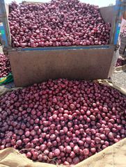 fresh indian onion (nashik) – product photo 5, product detail gallery