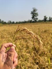 Basmati rice 1121 – product photo 3, product detail gallery
