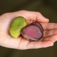 Export Kola Nuts Premium Grade Whole Seeds Clean Fresh High Quality Strong Aroma Suitable For International Buyers And Bulk Supply Buy Now Fast Delivery Premium Quality Wholesale - Image 2