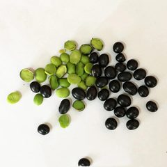 Black Beans Bean Best Choice Nutritious Food Using For Food Vinagreen Customized Packing From Vietnam Bulk - Image 3
