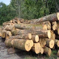 Wholesale Custom Teak Wood Logs Pine and Red hard wood/Hot Sales eucalyptus wood log with cheap price for World market - Image 2