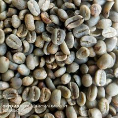 Arabica Coffee Bean Grade 1 Weight 60 Kg Variety Arabica Maturity Level 98% Shelf Life 6 Month Packaging Jute Bag Processing Type - Image 1