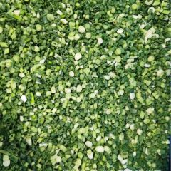 Frozen Fresh Green Onion IQF Frozen Spring Onion Type IQF Shape Round Color Spring Weight (Kg) 10 Taste Delicious Standard Food - Image 1
