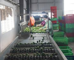 Fresh Lime/lemon Seedless from Vietnam with 100% Organic High Quality and Best Price for export – product photo 4, product detail gallery