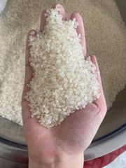 Japonica Rice - Image 1