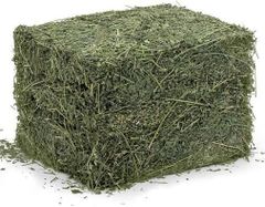 Premium Alfalfa Hay for Animal Feed – High Protein, Nutrient-Rich, Export Quality - Image 6
