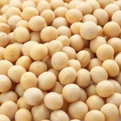 High-Quality Soybean Seeds Purity 98% Min Type soybean seed Oil Content 18–20% Moisture Content ≤ 12% Protein Content 35–40% - Image 2