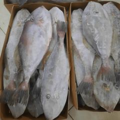 leather jacket fish Weight 0.3–1.2 Kg Family Monacanthidae Common Name Leatherjacket, Jacket Fish Average Size 20–40 Cm - Image 1