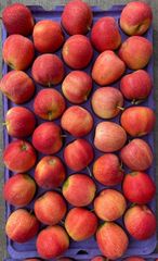 Fresh Delicious Fuji And Gala Apples Available Now!! - Image 6