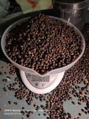 Black pepper Gl530 – product photo 1, product detail gallery