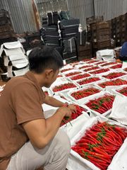 BIG RED CHILI - Image 5