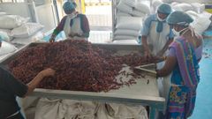 Dried Red Chilli - Gamma Treated – product photo 2, product detail gallery
