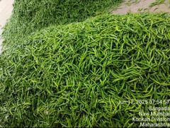 fresh green chilli – product photo 2, product detail gallery