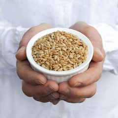 Wholesale Price Milling Wheat for Food Manufacturers Seeking Quality Grain for Flour Production - Image 5