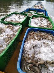 Fresh Shrimp from Lampung Indonesia - Image 3