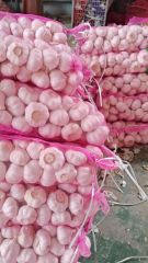 Garlic Grade AAA Aroma Strong Flavor Pungent Brand Name STAR Storage Type Cold storage Place of Origin Shandong, China Packaging 2.5/2.6/2.7/10/20KG N.W. mesh bag - Image 4