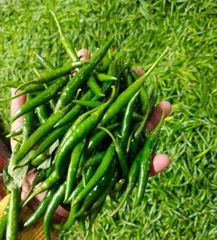 Fresh Indian Green Chilli for Export | FOB/CIF India – product photo 1, product detail gallery