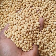 Nigerian Soybeans (Soya Beans) - Image 1