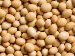 Soyabeans - Image 4
