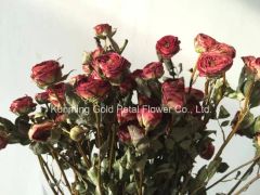 Fresh Cut Flower Rose Chocolates Rose for Best Decoration - Image 5