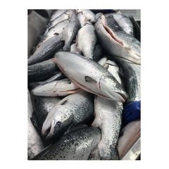 Hot Sale Price Of FRESH NORWEGIAN SALMON 1 KG For Sale - Image 2