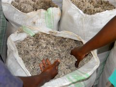 Hot sales Premium Cotton Seed Hull Animal Feed Grade A Ash ≤ 5% Moisture ≤ 12% Impurities ≤ 2% Type Cotton seed Oil Content ≤ 2% - Image 3
