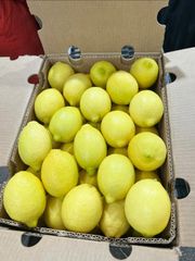 Fresh South African Lemons Premium Quality Organic Yes Flavor Fresh Shelf Life Long Origin South Africa Packaging 15 Kg Packed Boxes - Image 3