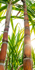 Cane Juice Concentrate - Image 1