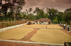 Robusta cherry AA - Image 3