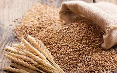 Milling Wheat for Bread Flour Production with Reliable Grain Characteristics for Professional Bakers - Image 4