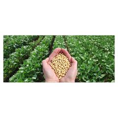 High Quality Non GMO Yellow Soybeans - Soybeans /Soya Bean (8.0mm) with High Quality Non Gmo High Quality Non GMO Yellow Soybean - Image 2