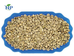Robusta Coffee scr16 ( 6,30 mm)-Clean - Image 3