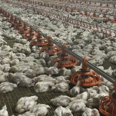 China Made Customizable Broiler Flat Rearing Equipment Offers Reliable Quality Competitive Price and Smart Farming Features for Large-Scale Poultry Farm Plant - Image 6