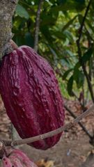 Cocoa and chocolate  - Image 2