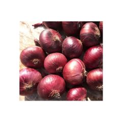 Yellow & red onion high quality best price for your need from Egyp - Image 3