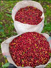 Green Coffee – product photo 1, product detail gallery